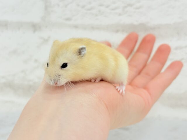 ジャンガリアン