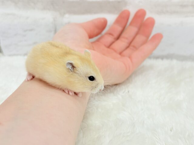 ジャンガリアン