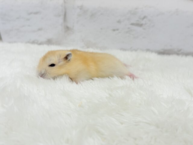 ジャンガリアン