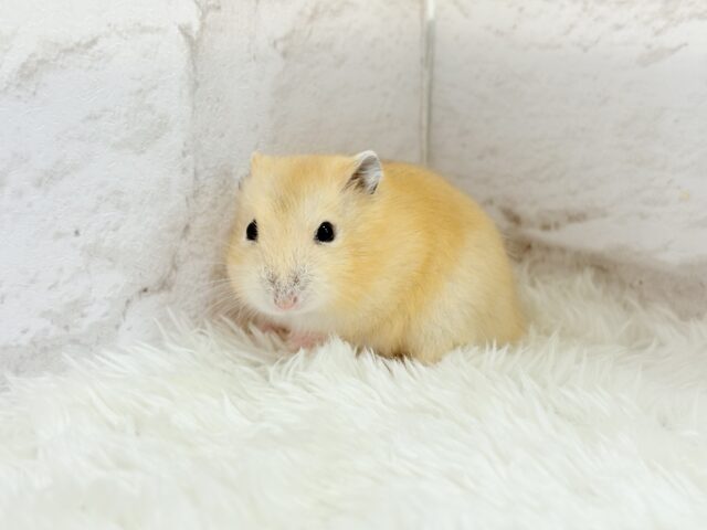 ジャンガリアン