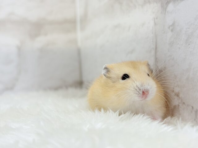 ジャンガリアン