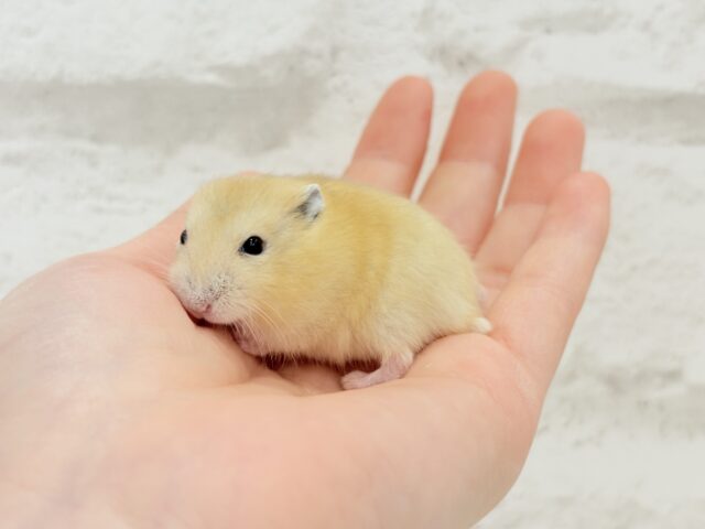 ジャンガリアン