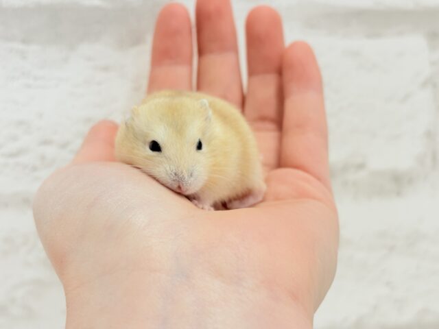 ジャンガリアン