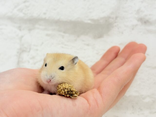 ジャンガリアン