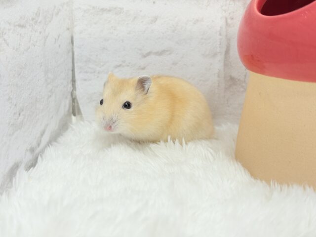 ジャンガリアン