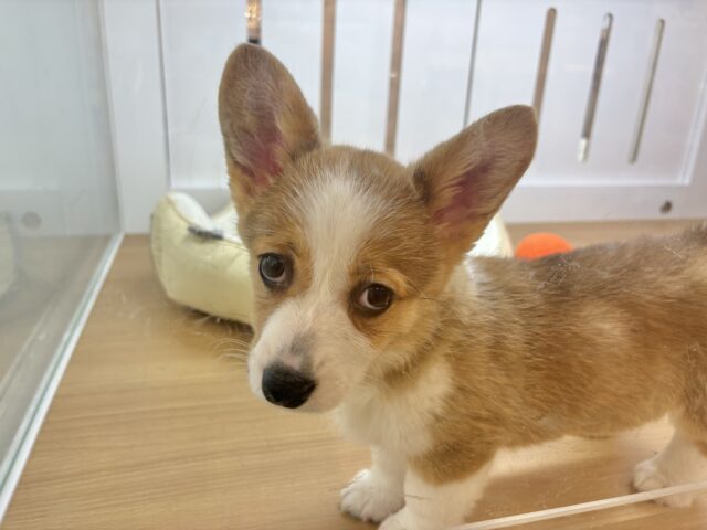 ウェルシュコーギー・ペンブローグ