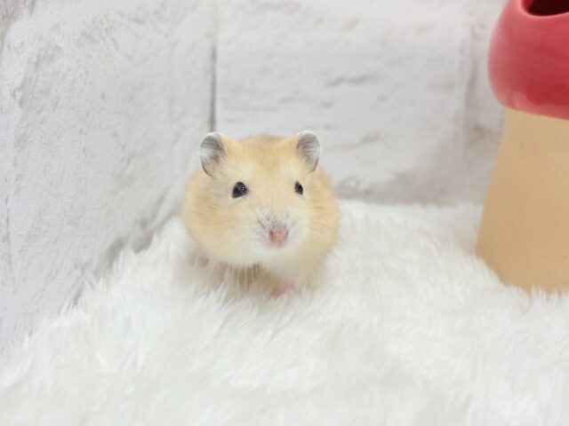 ジャンガリアン