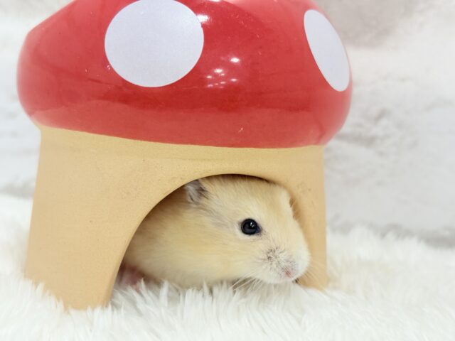 ジャンガリアン