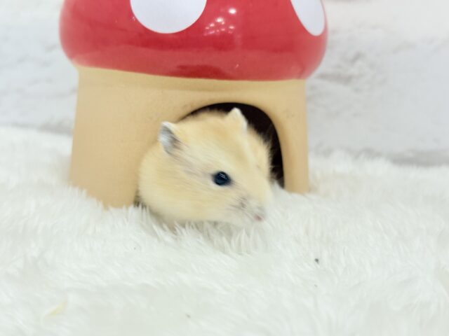 ジャンガリアン