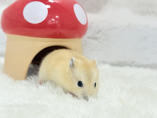 ジャンガリアン