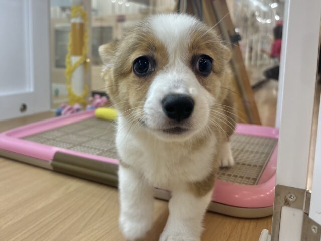 ウェルシュコーギー・ペンブローグ