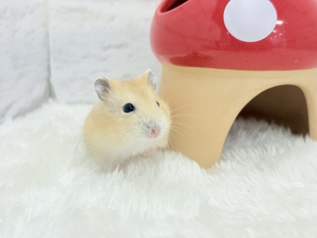 ジャンガリアン