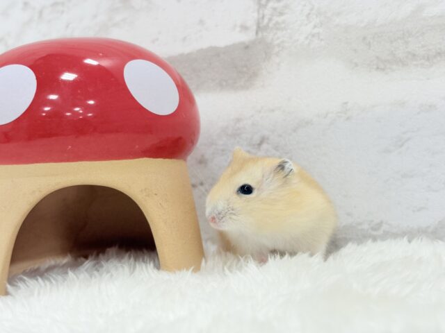 ジャンガリアン