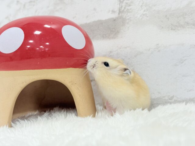 ジャンガリアン