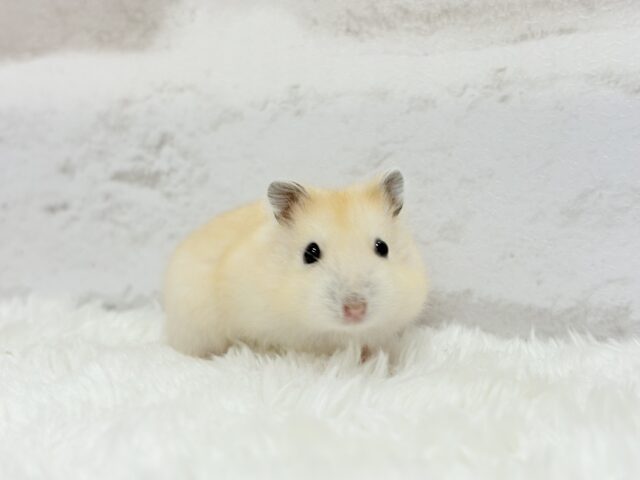 ジャンガリアン