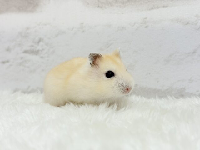 ジャンガリアン