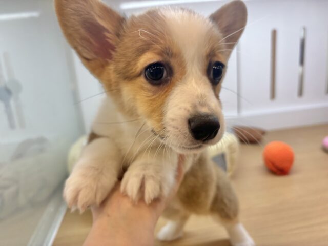 ウェルシュコーギー・ペンブローグ