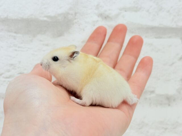 ジャンガリアン