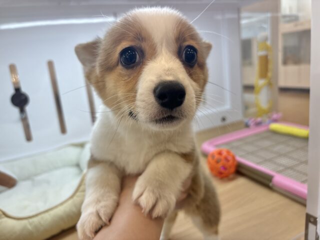 ウェルシュコーギー・ペンブローグ