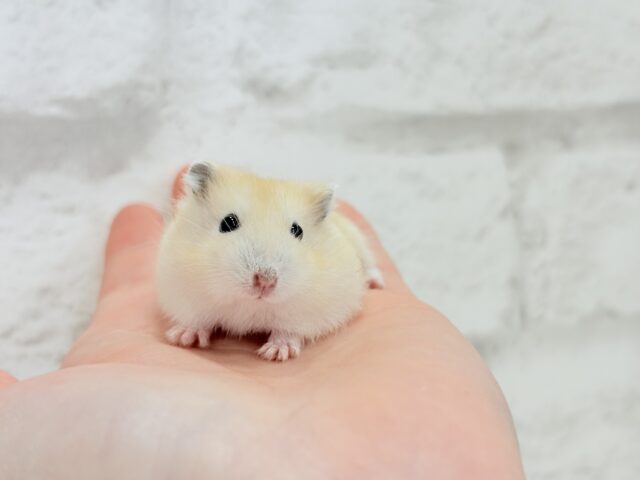 ジャンガリアン