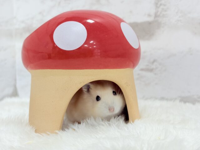 ジャンガリアン