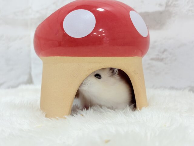 ジャンガリアン