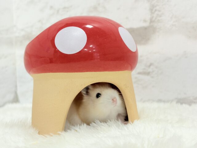 ジャンガリアン