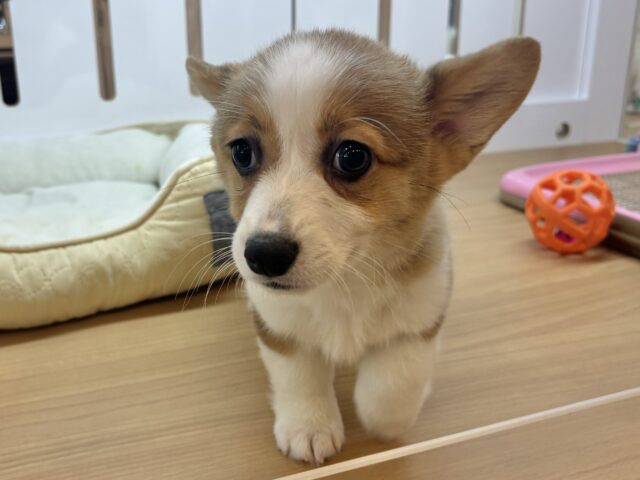 ウェルシュコーギー・ペンブローグ