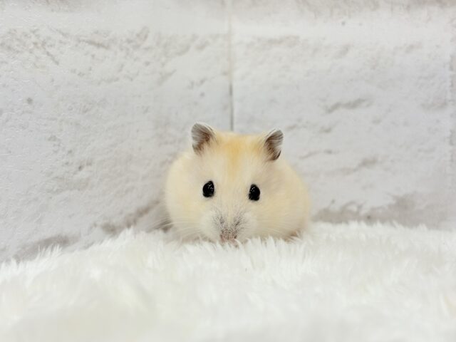 ジャンガリアン