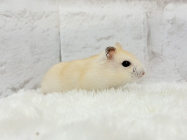 ジャンガリアン