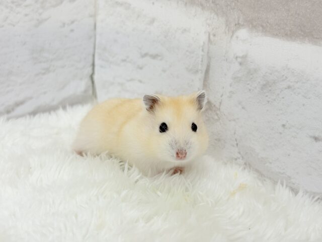 ジャンガリアン