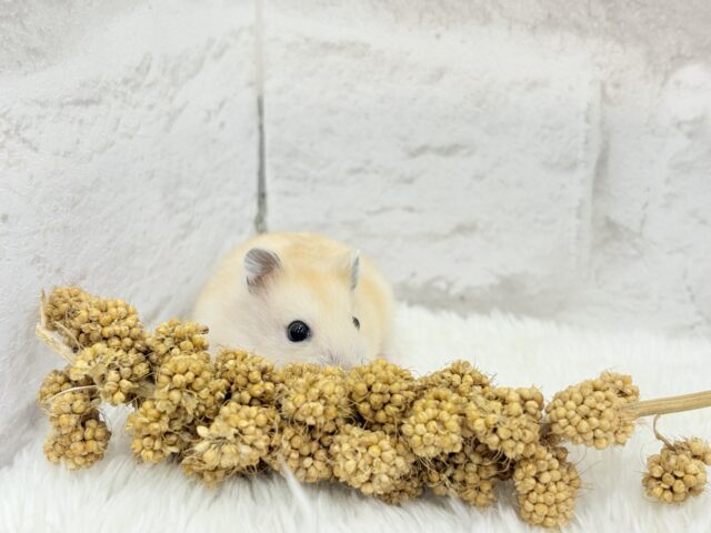 ジャンガリアン