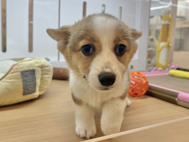 ウェルシュコーギー・ペンブローグ