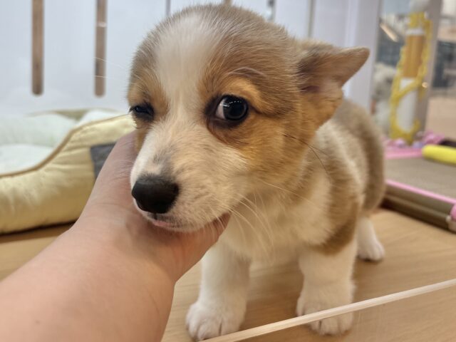 ウェルシュコーギー・ペンブローグ