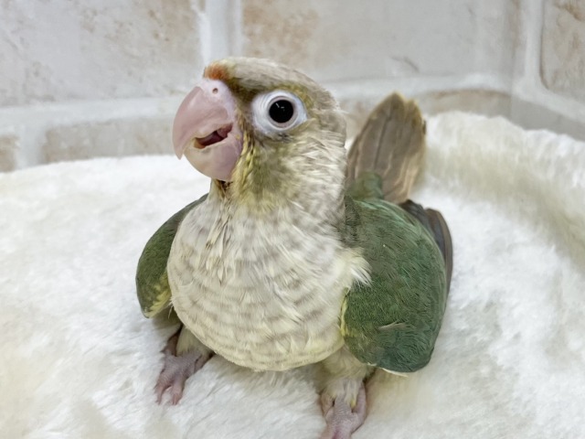 ホオミドリウロコインコ