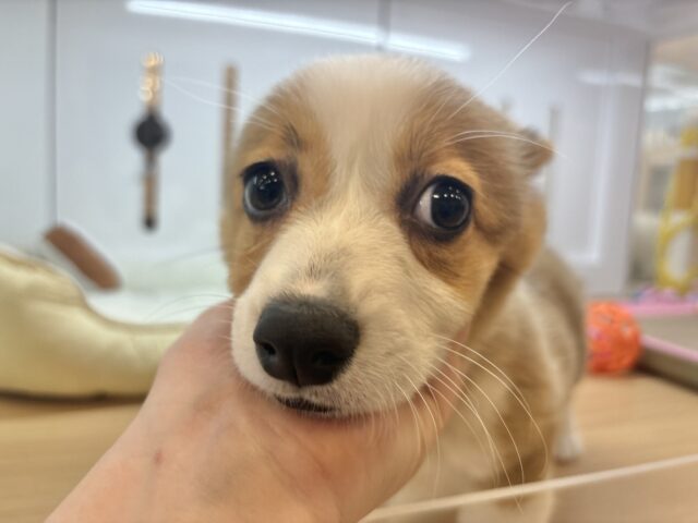 ウェルシュコーギー・ペンブローグ