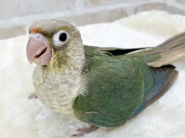 ホオミドリウロコインコ