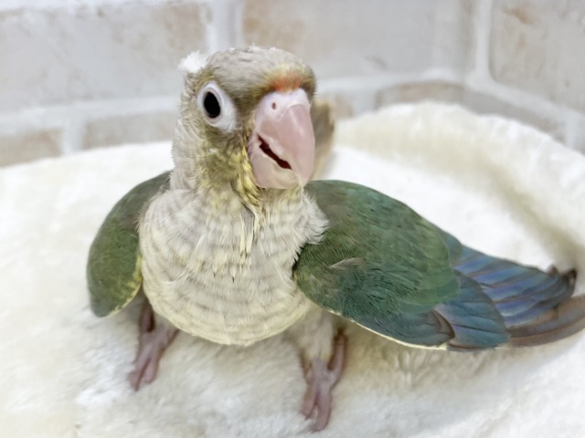 ホオミドリウロコインコ