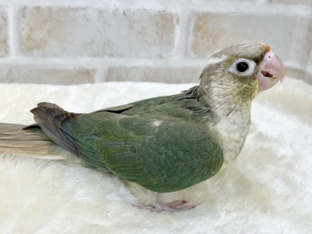 ホオミドリウロコインコ