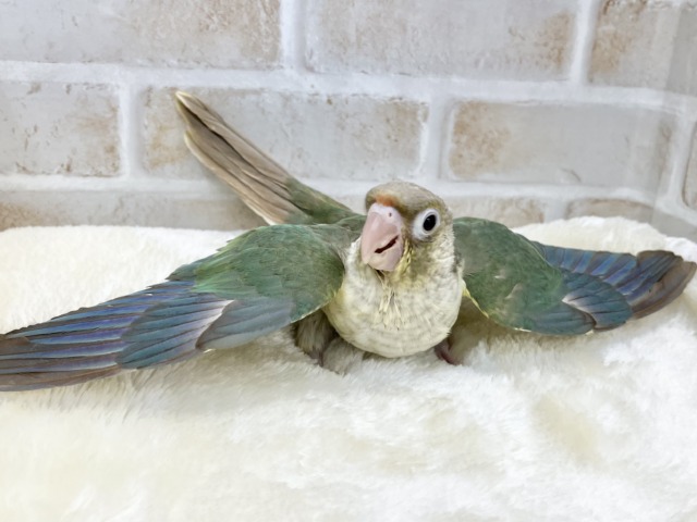 ホオミドリウロコインコ