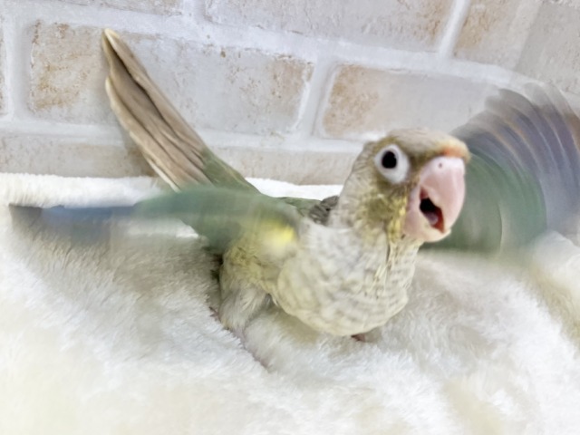 ホオミドリウロコインコ