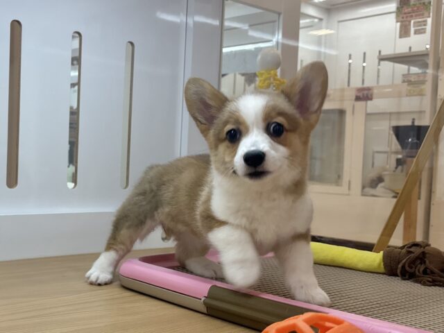 ウェルシュコーギー・ペンブローグ