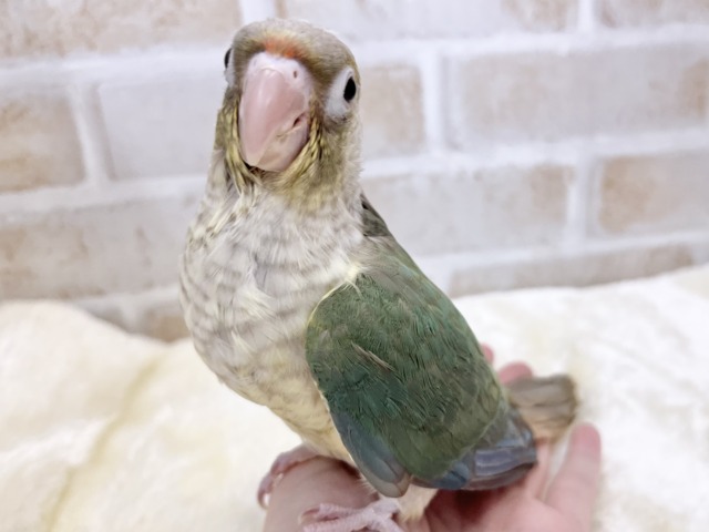 ホオミドリウロコインコ