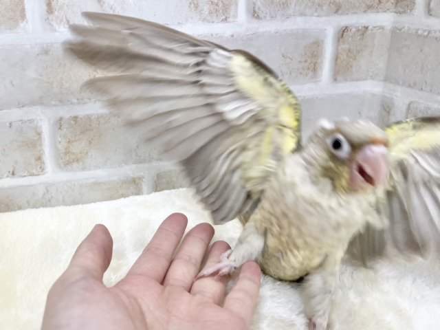 ホオミドリウロコインコ