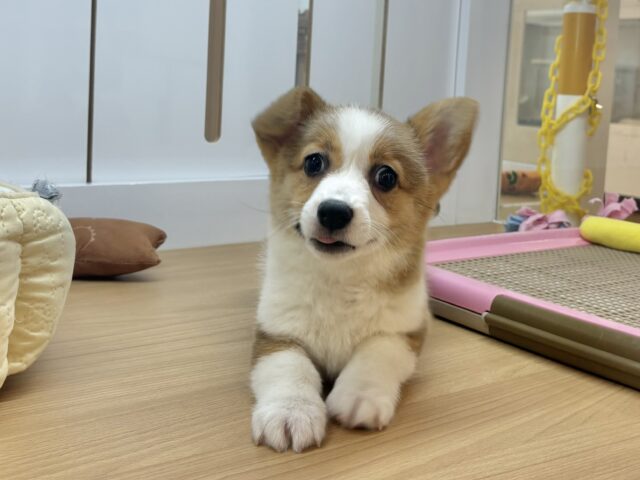 ウェルシュコーギー・ペンブローグ