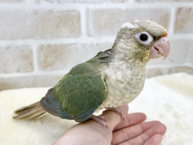 ホオミドリウロコインコ