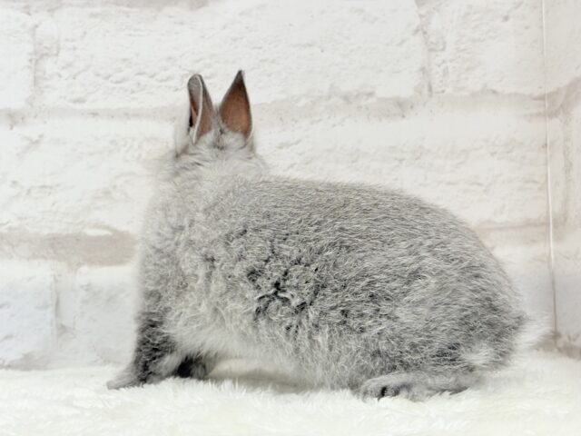 ネザーランドドワーフ