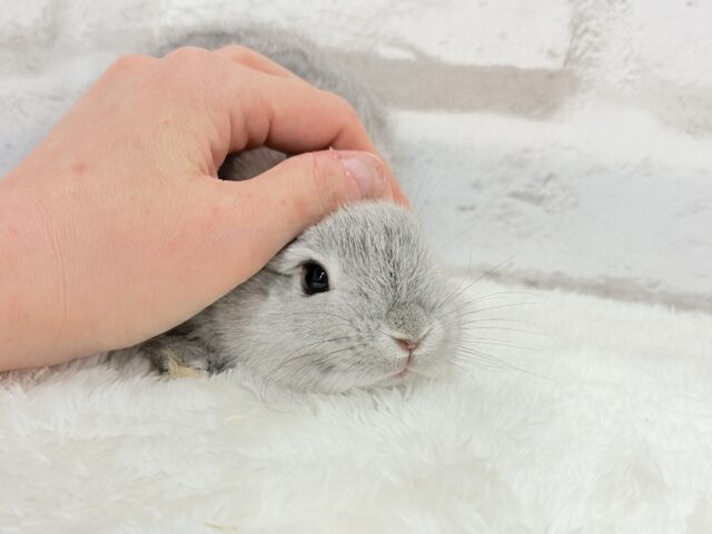 ネザーランドドワーフ