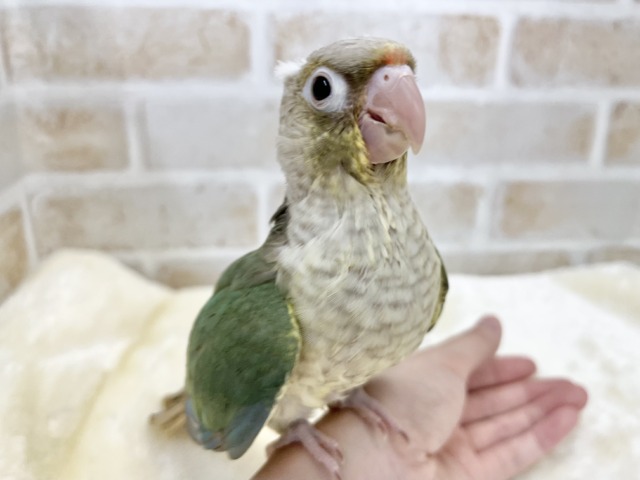 ホオミドリウロコインコ