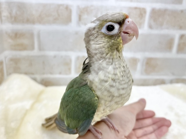 ホオミドリウロコインコ